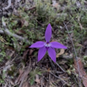 Glossodia major at Acton, ACT - suppressed