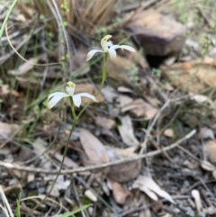 Caladenia ustulata (Brown Caps) at Acton, ACT - 4 Oct 2021 by DGilbert