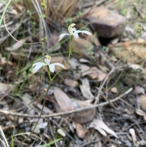 Caladenia ustulata at Acton, ACT - 4 Oct 2021