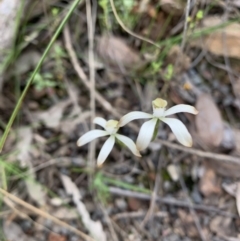 Caladenia ustulata at Acton, ACT - 4 Oct 2021