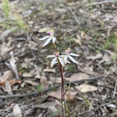 Caladenia sp. (A Caladenia) at Black Mountain - 4 Oct 2021 by DGilbert