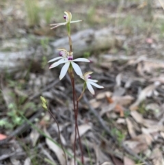 Caladenia sp. at Acton, ACT - suppressed