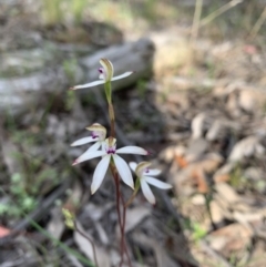 Caladenia sp. at Acton, ACT - suppressed