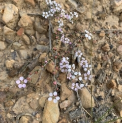 Gaudium multicaule (Teatree) at Acton, ACT - 4 Oct 2021 by DGilbert