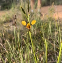 Diuris semilunulata (Late Leopard Orchid) at Black Mountain - 4 Oct 2021 by DGilbert