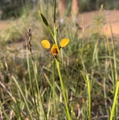 Diuris semilunulata (Late Leopard Orchid) at Bruce, ACT - 4 Oct 2021 by DGilbert