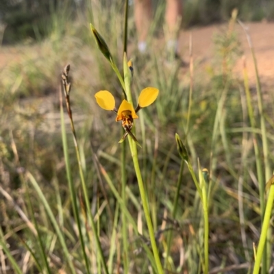 Diuris semilunulata (Late Leopard Orchid) at Bruce, ACT - 4 Oct 2021 by DGilbert