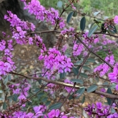 Indigofera australis subsp. australis (Australian Indigo) at Acton, ACT - 4 Oct 2021 by DGilbert