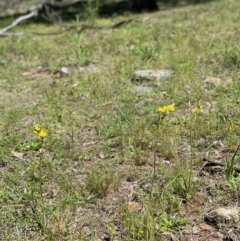 Bulbine bulbosa (Golden Lily) at Mount Ainslie - 19 Oct 2021 by DGilbert