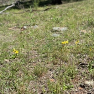 Bulbine bulbosa at Ainslie, ACT - 19 Oct 2021