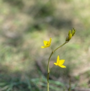 Bulbine bulbosa at Ainslie, ACT - 19 Oct 2021