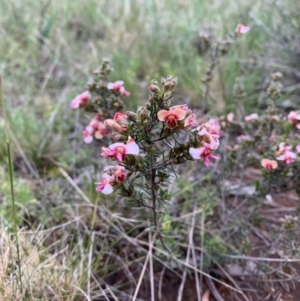 Dillwynia sericea at Ainslie, ACT - 15 Oct 2021