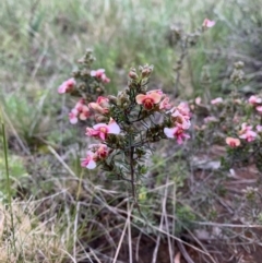 Dillwynia sericea at Ainslie, ACT - 15 Oct 2021