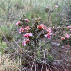 Dillwynia sericea at Ainslie, ACT - 15 Oct 2021