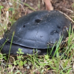 Chelodina longicollis (Eastern Long-necked Turtle) at Broulee Moruya Nature Observation Area - 19 Oct 2021 by LisaH