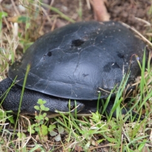 Chelodina longicollis at Moruya, NSW - 19 Oct 2021