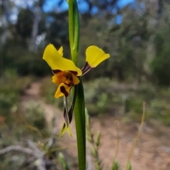 Diuris sulphurea (Tiger Orchid) at Mount Jerrabomberra - 19 Oct 2021 by SteveWhan