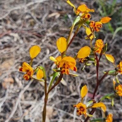 Diuris semilunulata (Late Leopard Orchid) at Mount Jerrabomberra - 19 Oct 2021 by SteveWhan