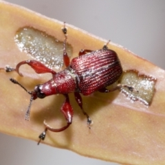 Euops sp. (genus) (A leaf-rolling weevil) at Bruce Ridge to Gossan Hill - 18 Oct 2021 by AlisonMilton