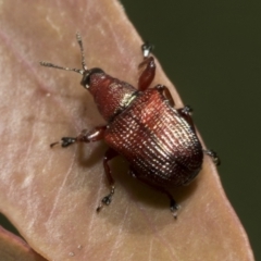 Euops sp. (genus) at Bruce, ACT - 19 Oct 2021