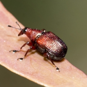 Euops sp. (genus) at Bruce, ACT - 19 Oct 2021