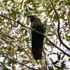 Calyptorhynchus lathami lathami (Glossy Black-Cockatoo) at Broulee Moruya Nature Observation Area - 19 Oct 2021 by LisaH
