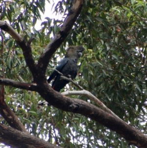 Calyptorhynchus lathami lathami at Moruya, NSW - 19 Oct 2021