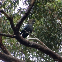 Calyptorhynchus lathami at Moruya, NSW - 19 Oct 2021