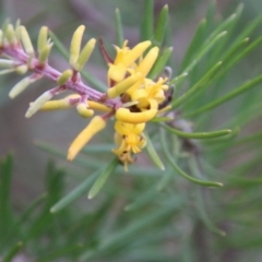 Persoonia linearis (Narrow-leaved Geebung) at Broulee Moruya Nature Observation Area - 19 Oct 2021 by LisaH