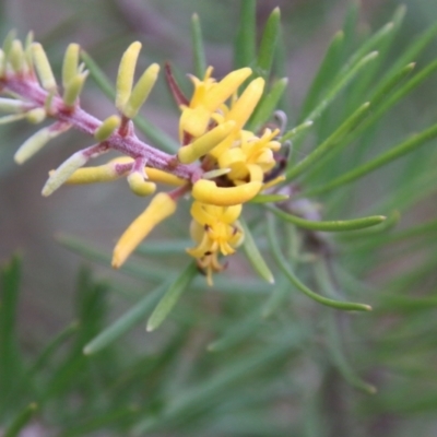 Persoonia linearis (Narrow-leaved Geebung) at Broulee Moruya Nature Observation Area - 19 Oct 2021 by LisaH