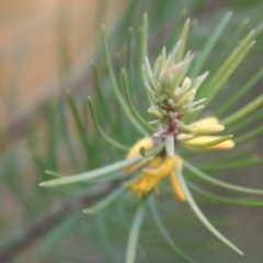 Persoonia linearis at Moruya, NSW - suppressed