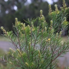 Persoonia linearis at Moruya, NSW - 19 Oct 2021