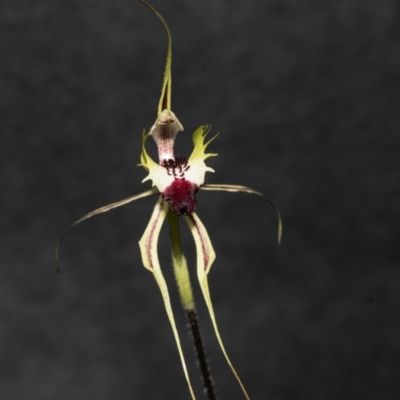 Caladenia atrovespa (Green-comb Spider Orchid) at Bruce Ridge to Gossan Hill - 19 Oct 2021 by AlisonMilton