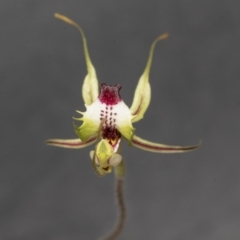 Caladenia atrovespa at Bruce, ACT - 19 Oct 2021