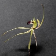 Caladenia atrovespa at Bruce, ACT - 19 Oct 2021