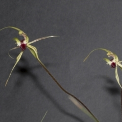 Caladenia atrovespa at Bruce, ACT - 19 Oct 2021