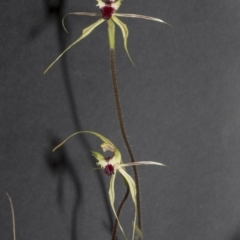 Caladenia atrovespa at Bruce, ACT - 19 Oct 2021