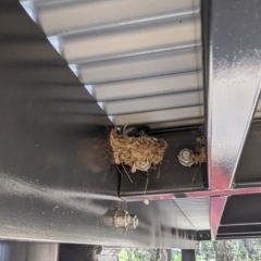 Hirundo neoxena (Welcome Swallow) at Talgarno, VIC - 19 Oct 2021 by Darcy