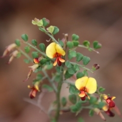 Bossiaea obcordata (Spiny Bossiaea) at Broulee Moruya Nature Observation Area - 19 Oct 2021 by LisaH