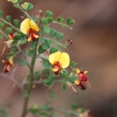 Bossiaea obcordata at Moruya, NSW - 19 Oct 2021