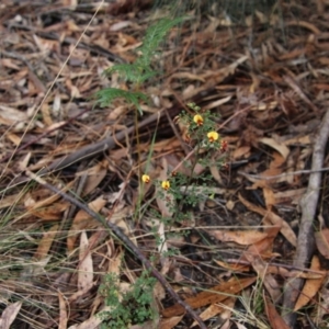 Bossiaea obcordata at Moruya, NSW - 19 Oct 2021