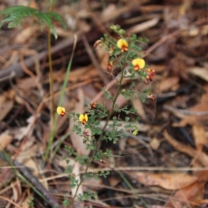 Bossiaea obcordata at Moruya, NSW - 19 Oct 2021