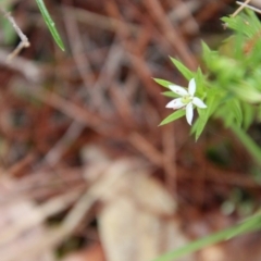 Rhytidosporum procumbens (White Marianth) at Broulee Moruya Nature Observation Area - 19 Oct 2021 by LisaH