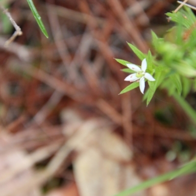 Rhytidosporum procumbens (White Marianth) at Broulee Moruya Nature Observation Area - 19 Oct 2021 by LisaH