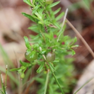 Rhytidosporum procumbens at Moruya, NSW - suppressed