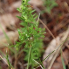 Rhytidosporum procumbens at Moruya, NSW - suppressed