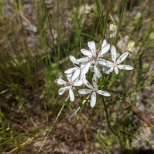 Burchardia umbellata at Talgarno, VIC - 19 Oct 2021