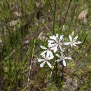 Burchardia umbellata at Talgarno, VIC - 19 Oct 2021