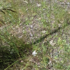 Burchardia umbellata at Talgarno, VIC - 19 Oct 2021