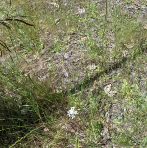 Burchardia umbellata at Talgarno, VIC - 19 Oct 2021